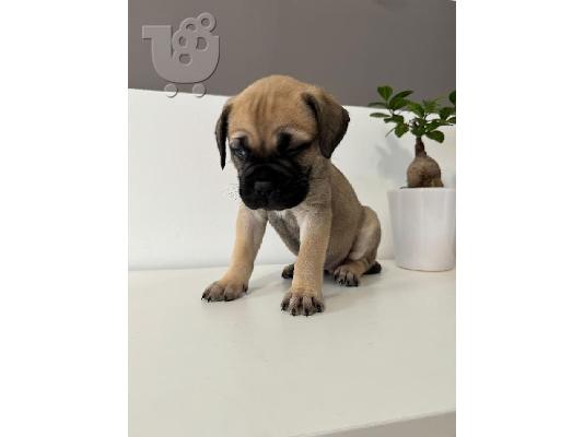 Κουτάβια Bullmastiff